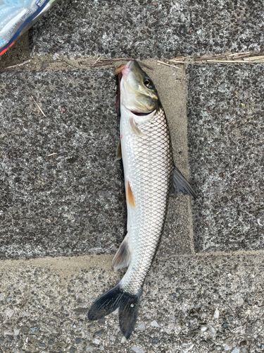 ニゴイの釣果