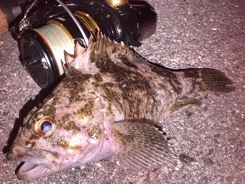 クロソイの釣果
