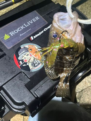 アコウの釣果