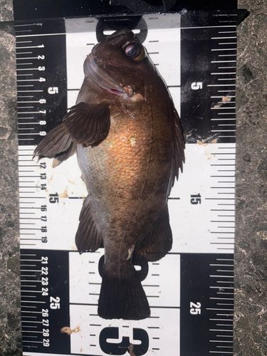 メバルの釣果