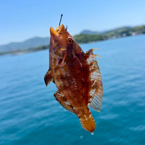 オハグロベラの釣果