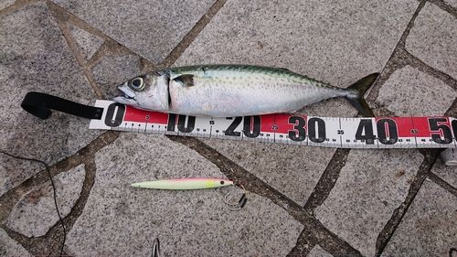 マサバの釣果