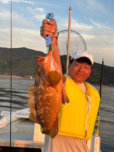 アコウの釣果