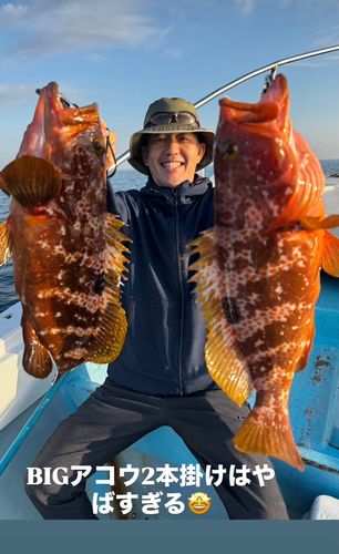 マダイの釣果