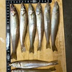 キスの釣果