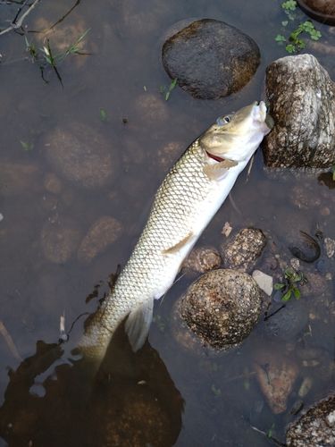 ニゴイの釣果