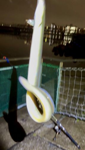 ウナギの釣果