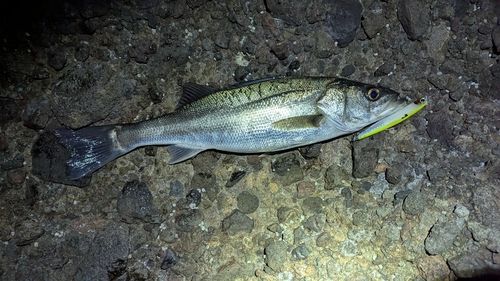 フッコ（マルスズキ）の釣果