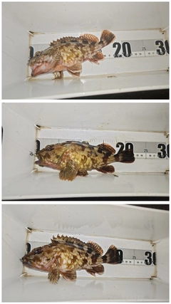 ガシラの釣果
