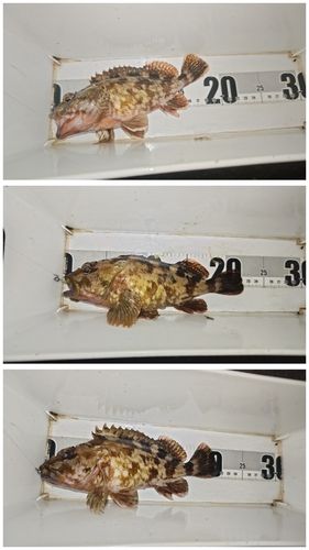 ガシラの釣果