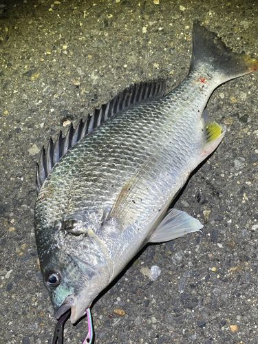 キビレの釣果