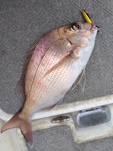 マダイの釣果
