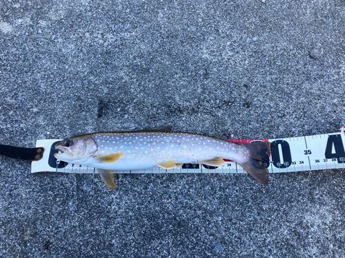 イワナの釣果
