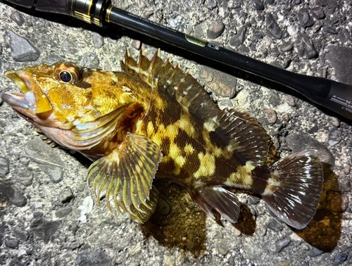 カサゴの釣果