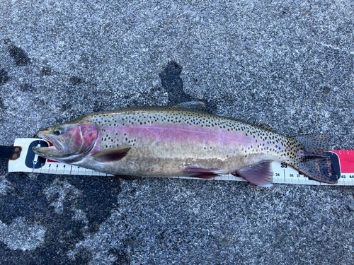 ニジマスの釣果