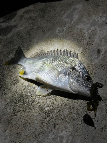 キビレの釣果