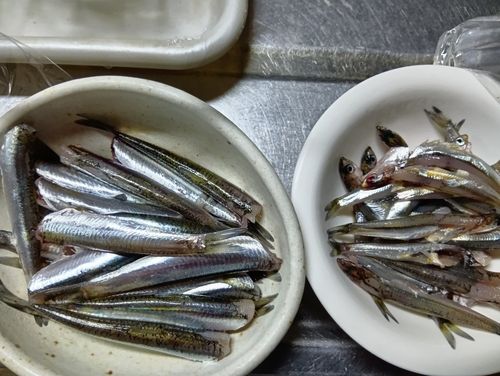 カタクチイワシの釣果