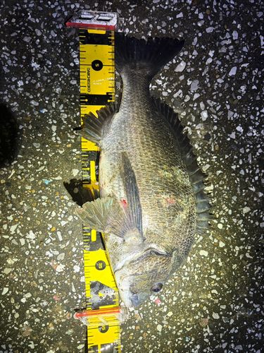 チヌの釣果