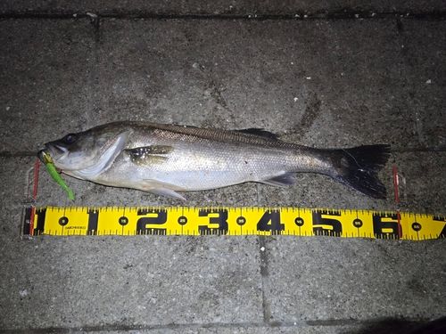 シーバスの釣果