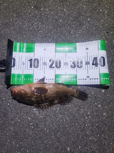 アコウの釣果