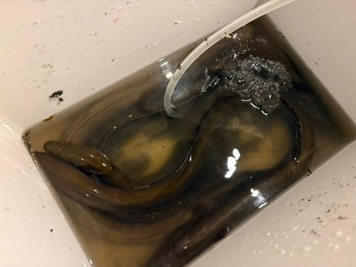ウナギの釣果