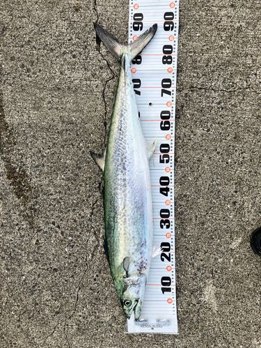 サワラの釣果
