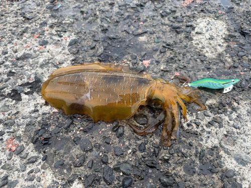 アオリイカの釣果