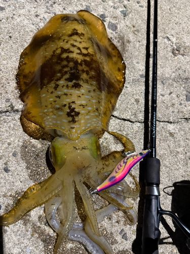 アオリイカの釣果