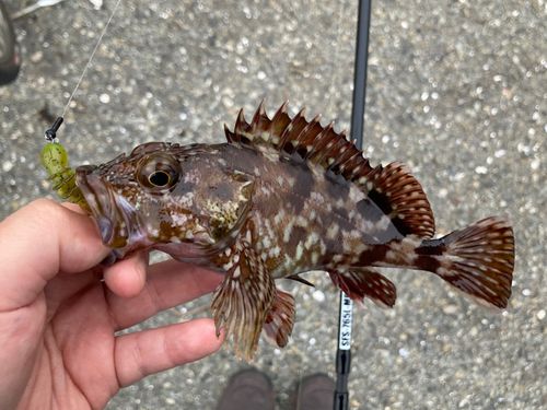 カサゴの釣果