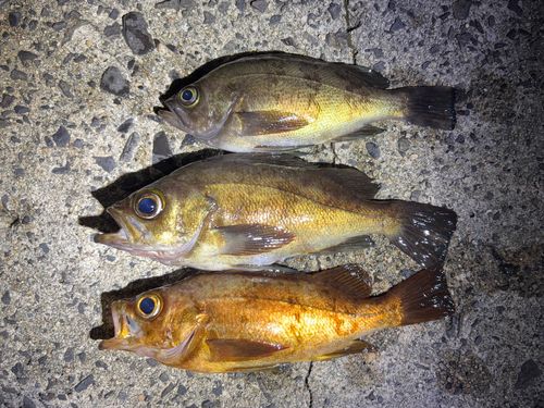 メバルの釣果