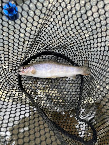 イワナの釣果