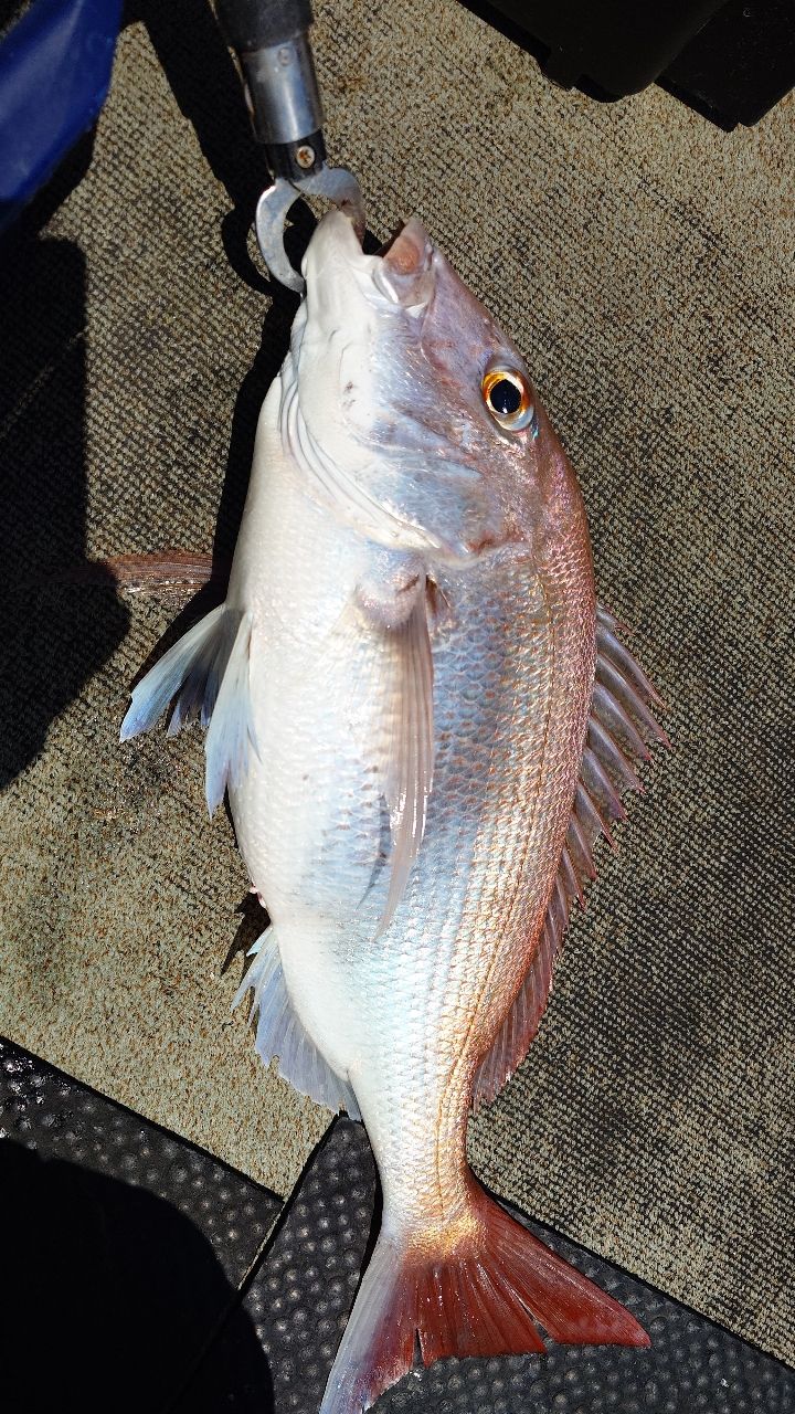 SHIMANO 18オシアジガー LJ B65-0/FSの最安値・インプレ・釣果 | 本音