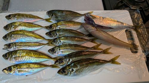 アジの釣果
