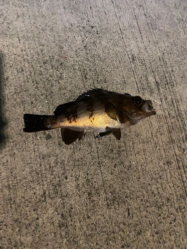 メバルの釣果
