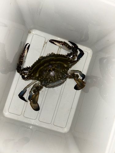 ワタリガニの釣果