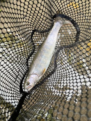 イワナの釣果