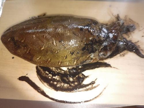 コウイカの釣果