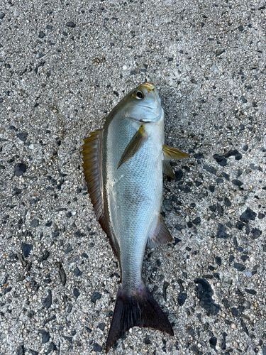 イサキの釣果