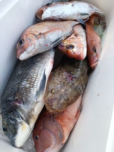 マダイの釣果