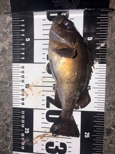 メバルの釣果
