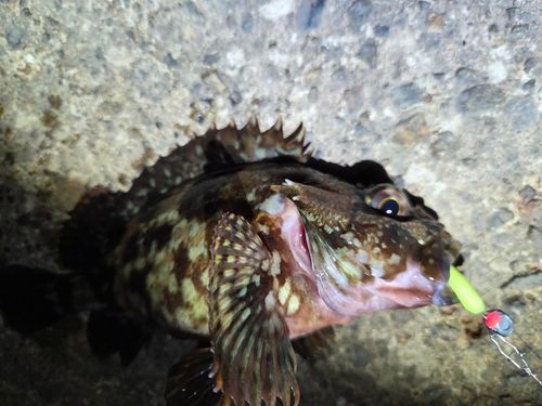 カサゴの釣果