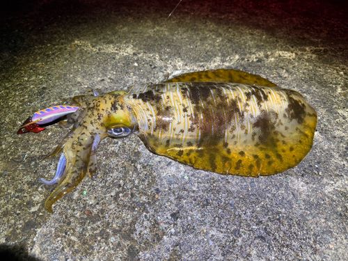 アオリイカの釣果