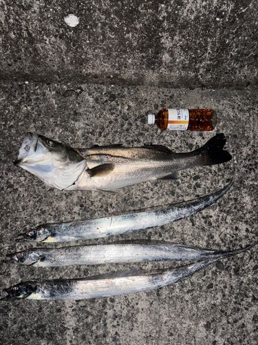 シーバスの釣果