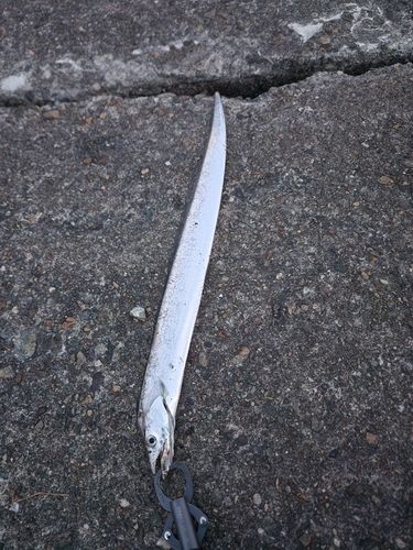タチウオの釣果
