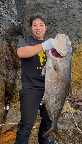 カンパチの釣果
