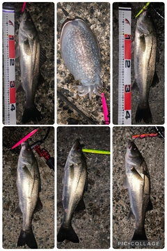 セイゴ（マルスズキ）の釣果