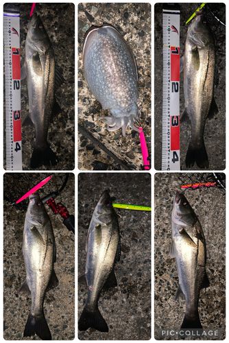 セイゴ（マルスズキ）の釣果