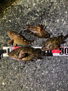 カサゴの釣果