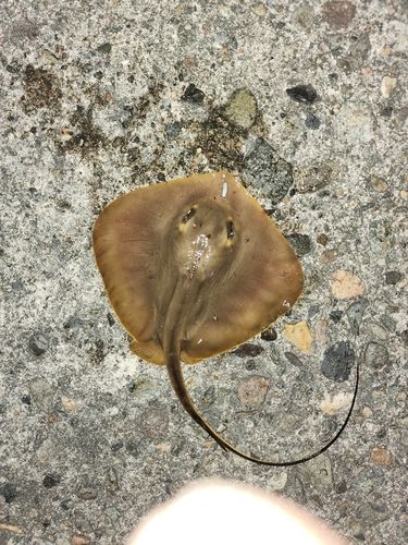 エイの釣果