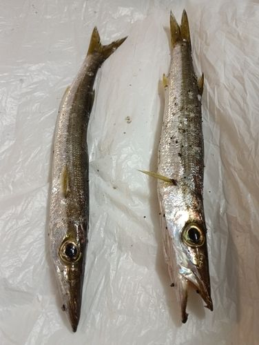 カマスの釣果
